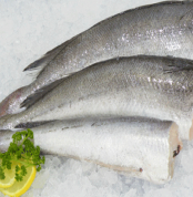 hake fish
