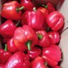Red Cap Pepper