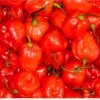 Scotch Bonnets